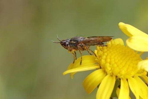 Dorycera graminum